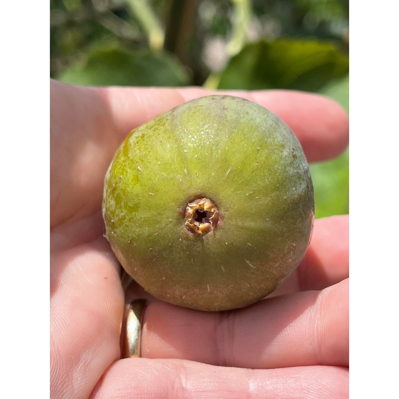 Beautiful Fig Tree In A 1 Gallon Pot *** Product ***