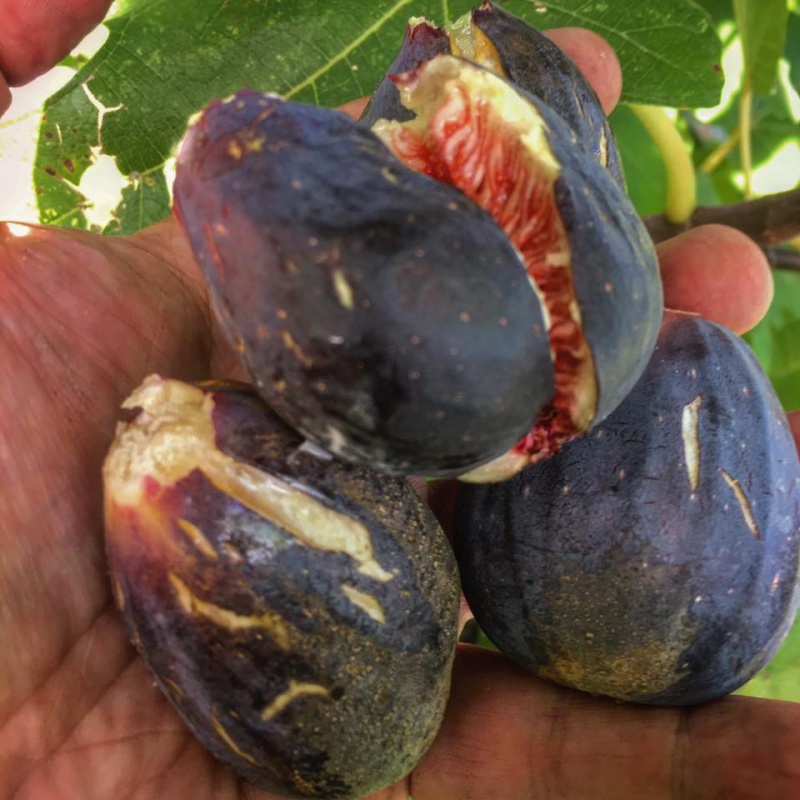 Beautiful Fig Tree In A 1 Gallon Pot ###
