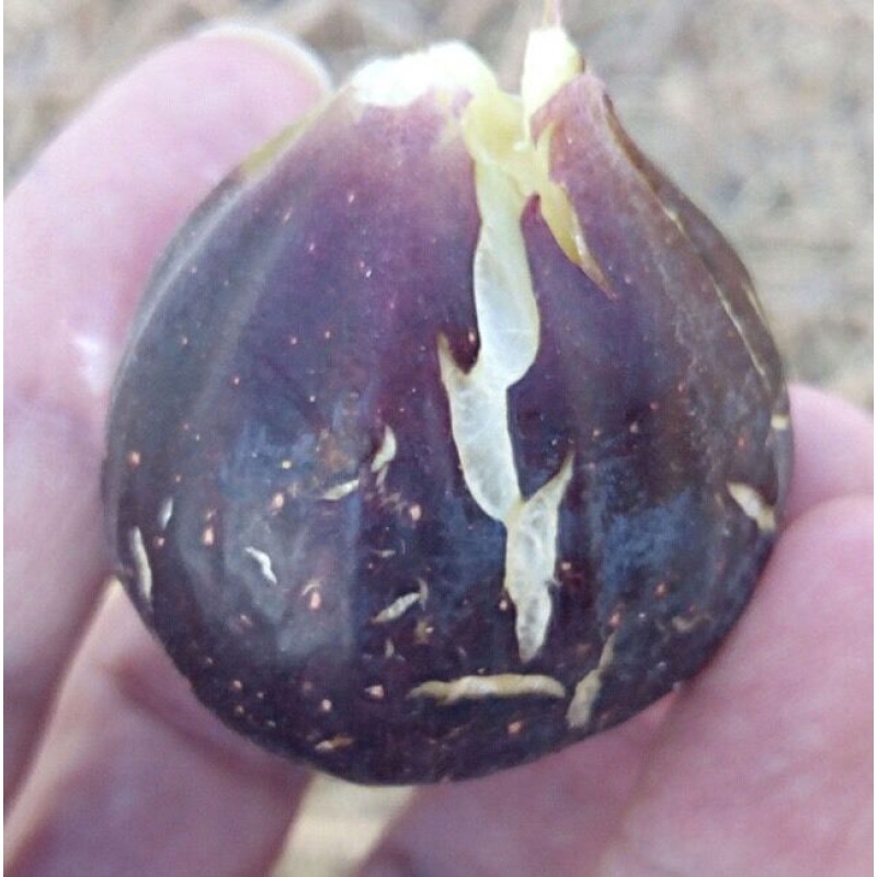 Beautiful Fig Tree In A 1 Gallon Pot ###