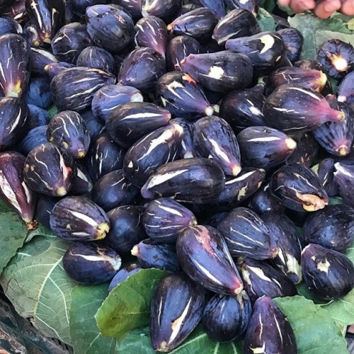 Beautiful Fig Tree In A 1 Gallon Pot ###