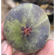 Beautiful Fig Tree In A 1 Gallon Pot *** Product *** 4