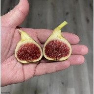 Beautiful Fig Tree In A 1 Gallon Pot *** Product ***