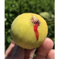 Beautiful Fig Tree In A 1 Gallon Pot *** Product ***