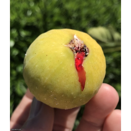 Beautiful Fig Tree In A 1 Gallon Pot *** Product ***