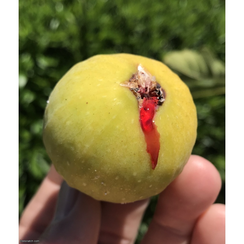 Beautiful Fig Tree In A 1 Gallon Pot *** Product ***