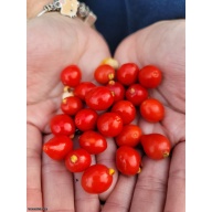 Cedar Bay Cherry (Eugenia reinwardtiana) – 1 Gallon