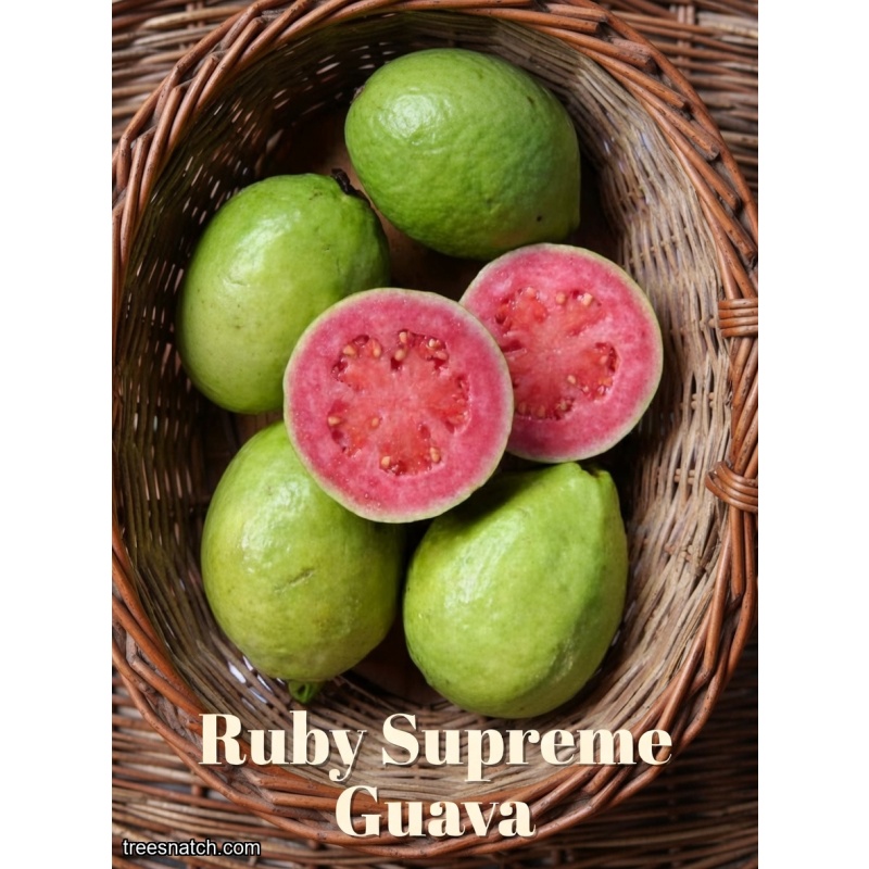 Fresh Air-Layered Ruby Supreme Guava Trees – Ready for Your South Florida Yard! $44