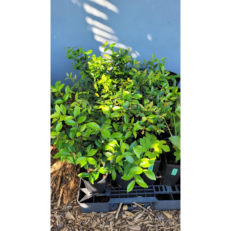 Cedar Bay Cherry (Eugenia reinwardtiana) – 1 Gallon