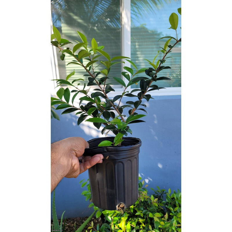 Cedar Bay Cherry (Eugenia reinwardtiana) – 1 Gallon