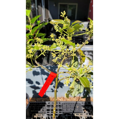 Wurtz Avocado (Little Cado) – 15 Gallon – Compact Tree – Freshly Up-Potted