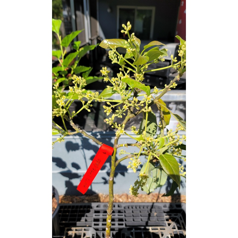 Wurtz Avocado (Little Cado) – 15 Gallon – Compact Tree – Freshly Up-Potted