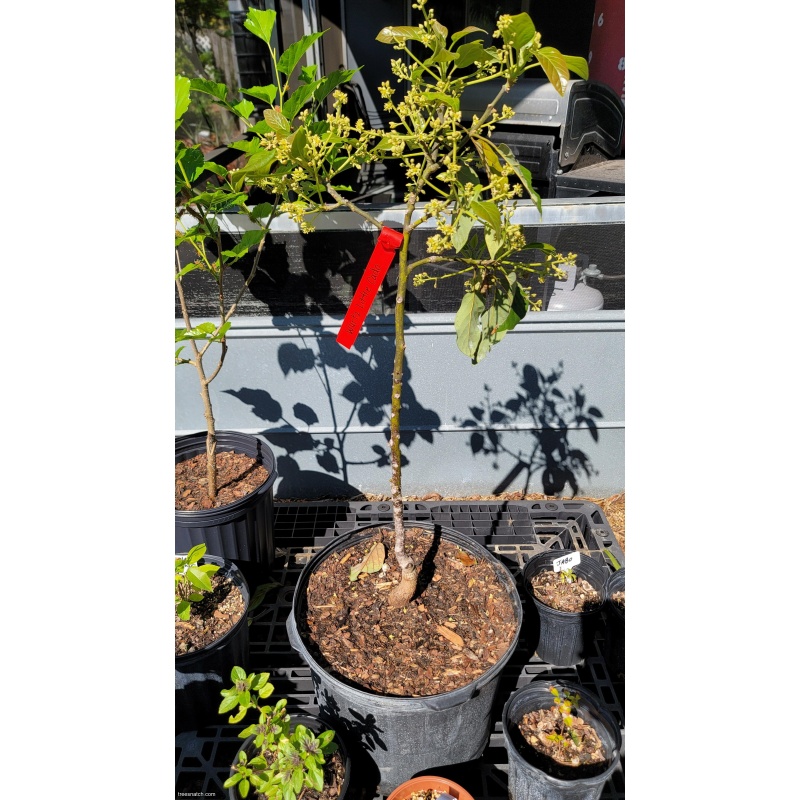 Wurtz Avocado (Little Cado) – 15 Gallon – Compact Tree – Freshly Up-Potted