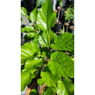 World’s Best Mulberry Tree – 5 Gallon – Fruiting – Sweet Berry Variety