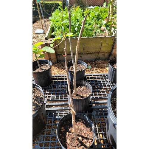 Jocote / Hog Plum (Spondias purpurea) – 3 Gallon – Rooted Cuttings