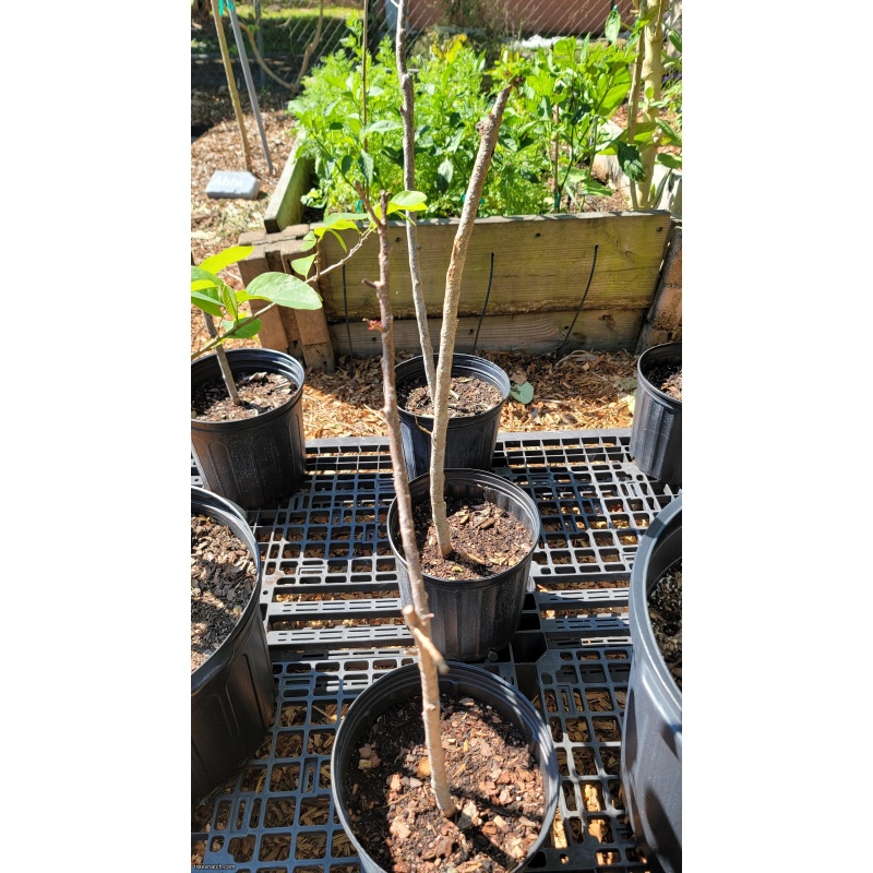 Jocote / Hog Plum (Spondias purpurea) – 3 Gallon – Rooted Cuttings