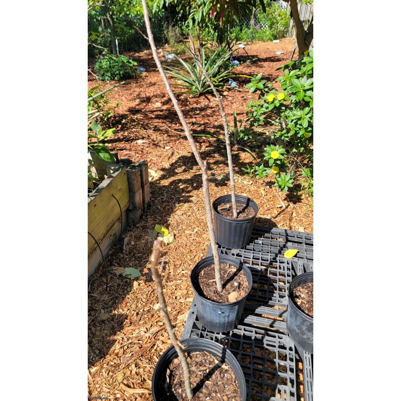 Jocote / Hog Plum (Spondias purpurea) – 3 Gallon – Rooted Cuttings