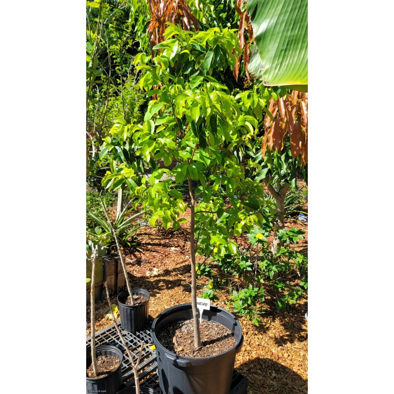 Soursop Tree (Guanabana) – 15 Gallon – Established Tropical Fruit Tree