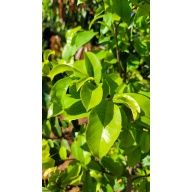 Soursop Tree (Guanabana) – 15 Gallon – Established Tropical Fruit Tree