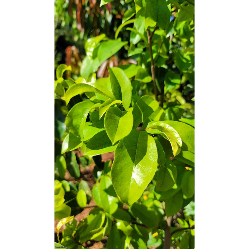 Soursop Tree (Guanabana) – 15 Gallon – Established Tropical Fruit Tree