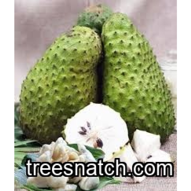 Soursop Tree (Guanabana) – 15 Gallon – Established Tropical Fruit Tree